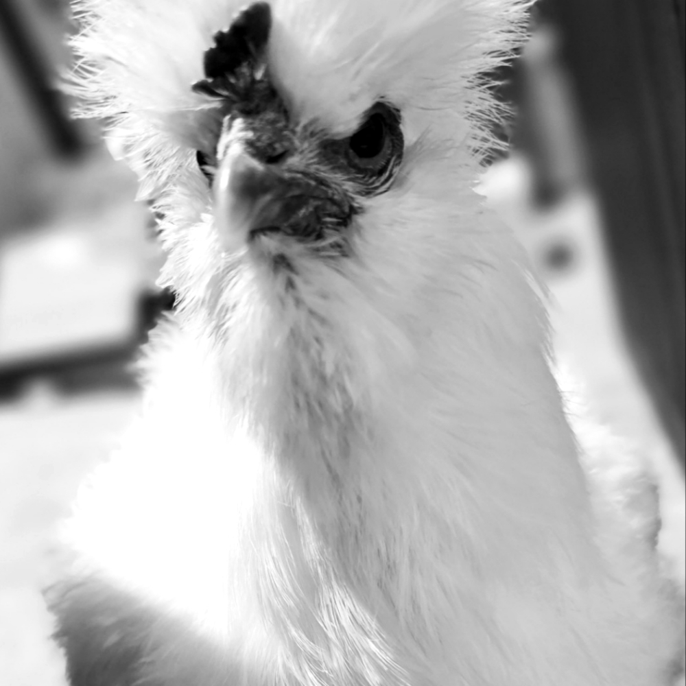 Meet your Posher, Luna